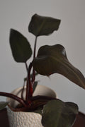 Close-up of a New Red Philodendron plant with dark green leaves against a neutral background