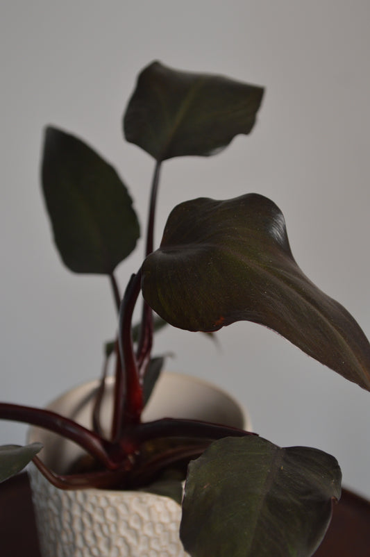 Close-up of a New Red Philodendron plant with dark green leaves against a neutral background