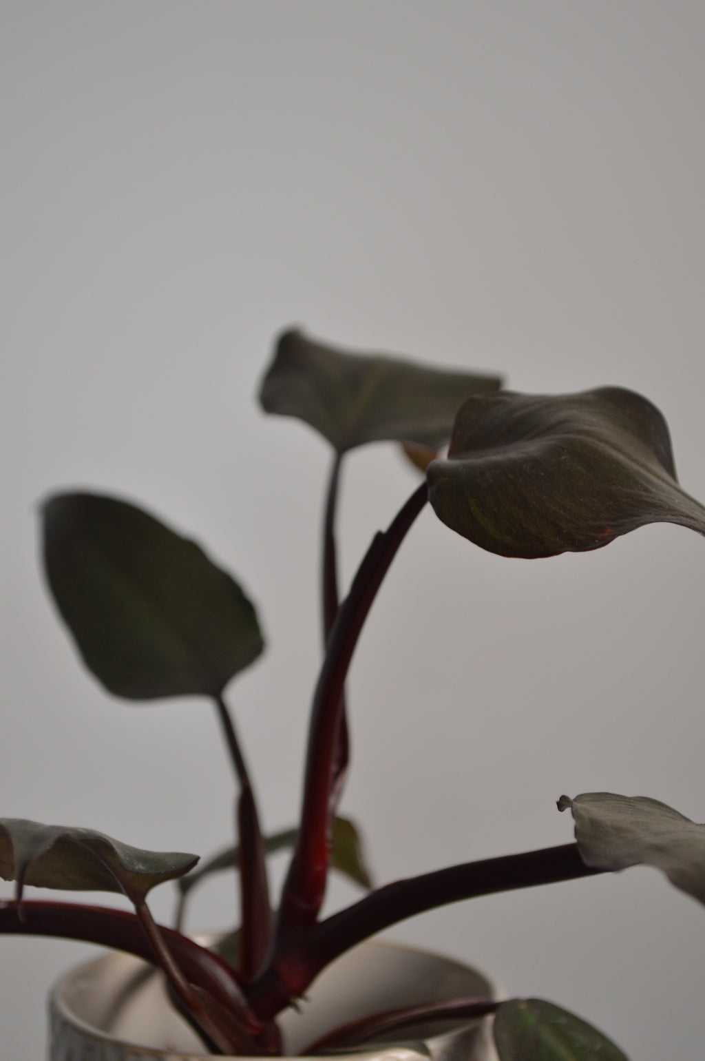 Close-up of a New Red Philodendron plant with dark leaves against a plain background