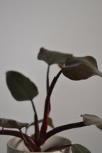 Close-up of a New Red Philodendron plant with dark leaves against a plain background