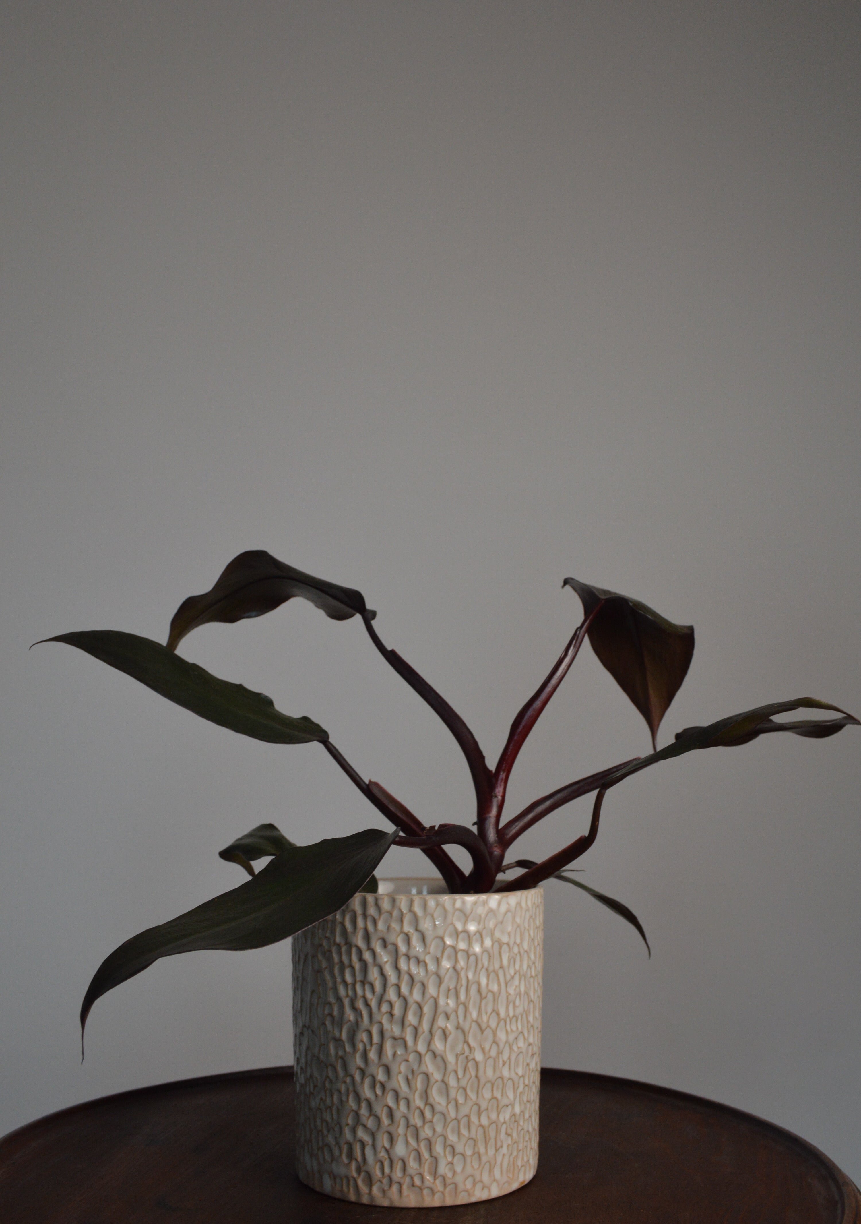 Potted New Red Philodendron plant in a textured white pot on a wooden surface with a plain background