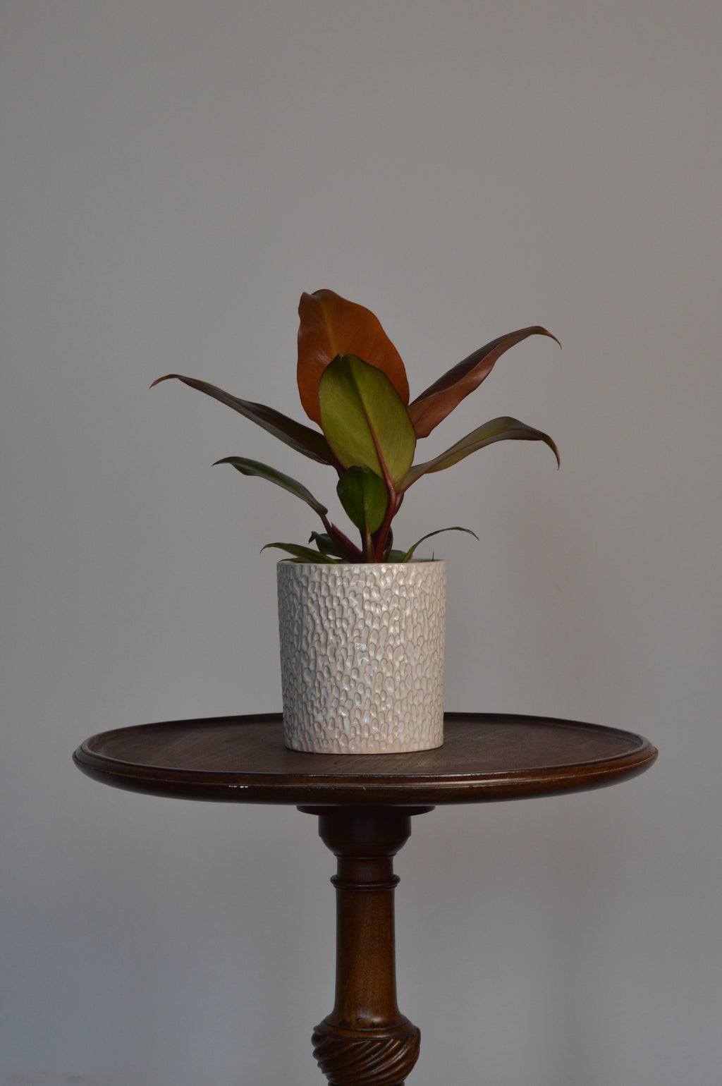 Potted Prince of Orange Philodendron plant on a wooden stand against a plain background