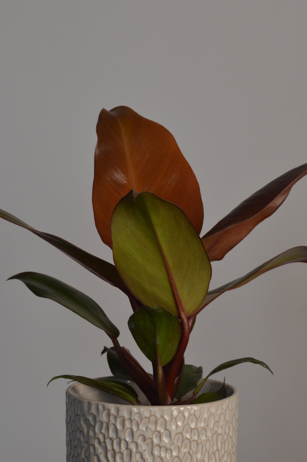 Potted Prince of Orange Philodendron plant with red and green leaves on a grey background