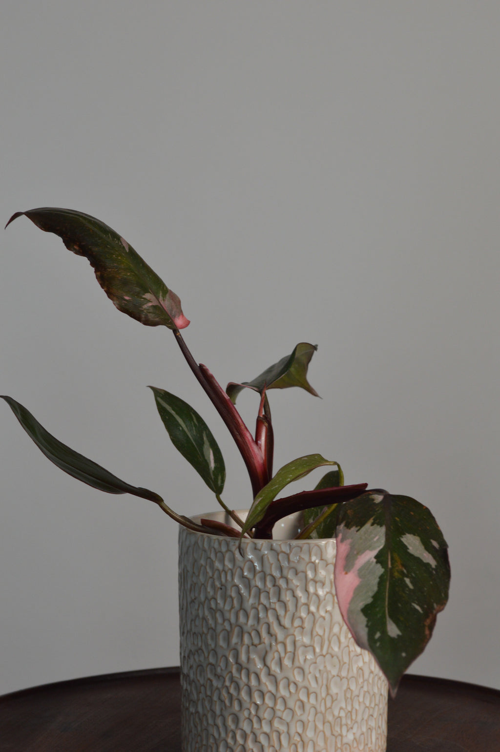 Potted Pink Princess Philodendron plant with textured pot on a neutral background