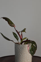 Potted Pink Princess Philodendron plant with textured pot on a neutral background