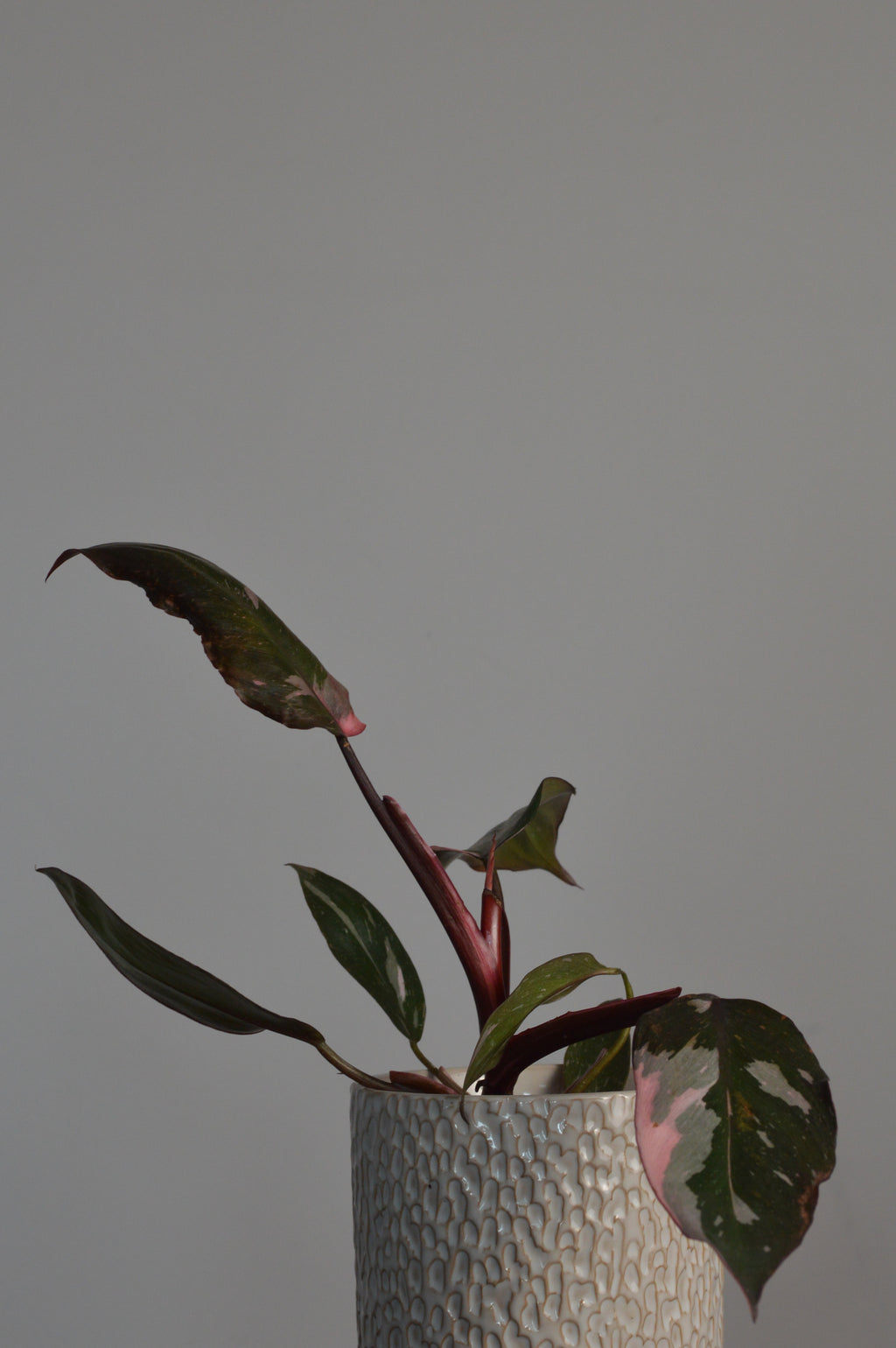 Potted Pink Princess Philodendron plant with dark leaves in a textured white pot against a grey background