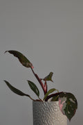 Potted Pink Princess Philodendron plant with dark leaves in a textured white pot against a grey background