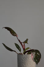 Potted Pink Princess Philodendron plant with dark leaves in a textured white pot against a grey background