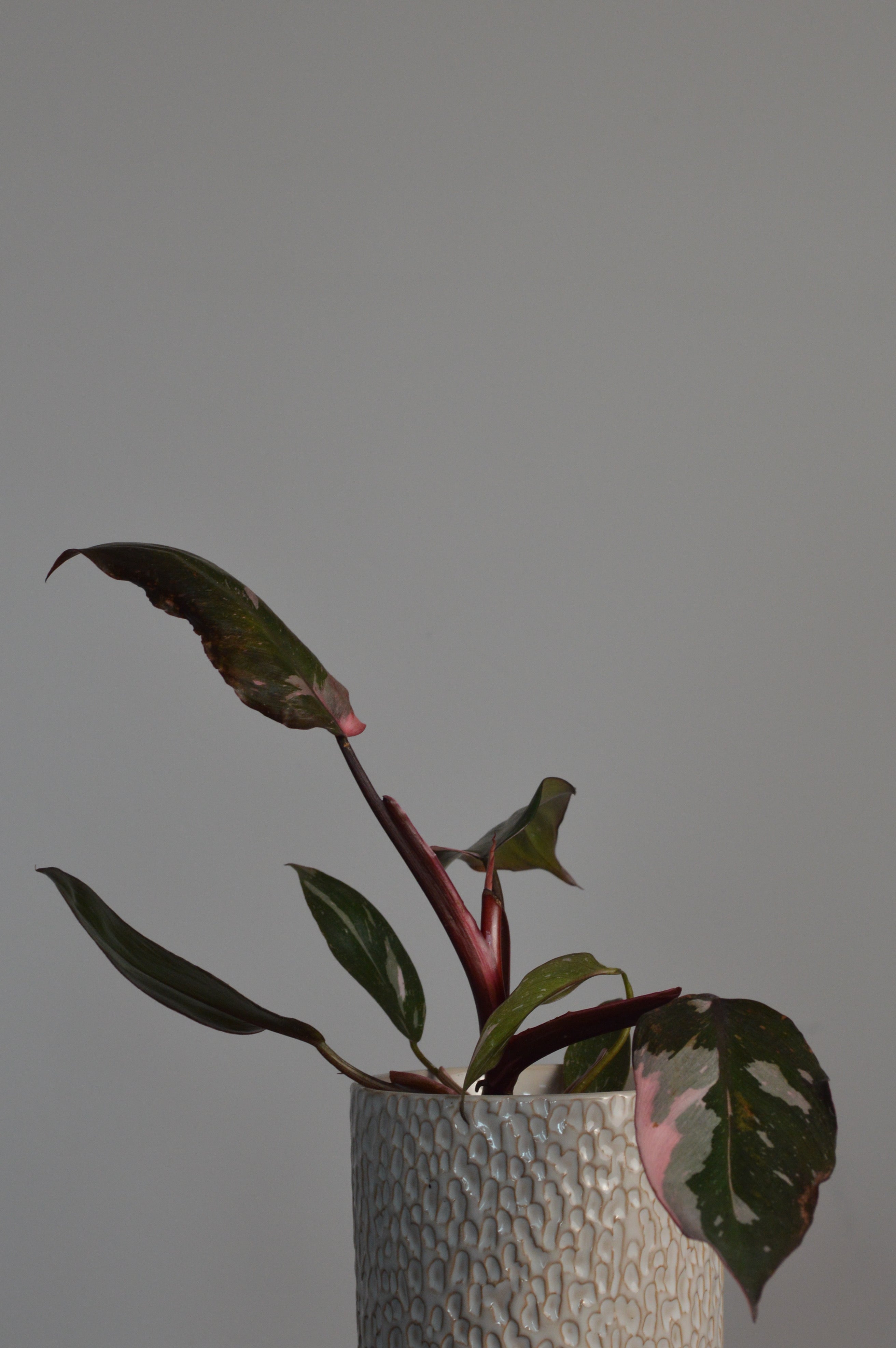 Potted Pink Princess Philodendron plant with dark leaves in a textured white pot against a grey background