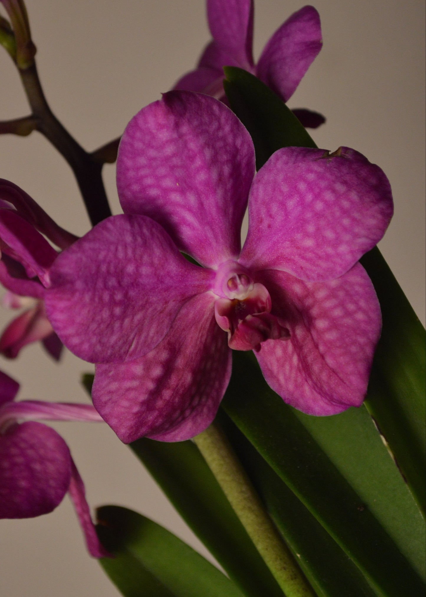 Close-up of a pink Vanda orchid flower with green leaves on a plain background.