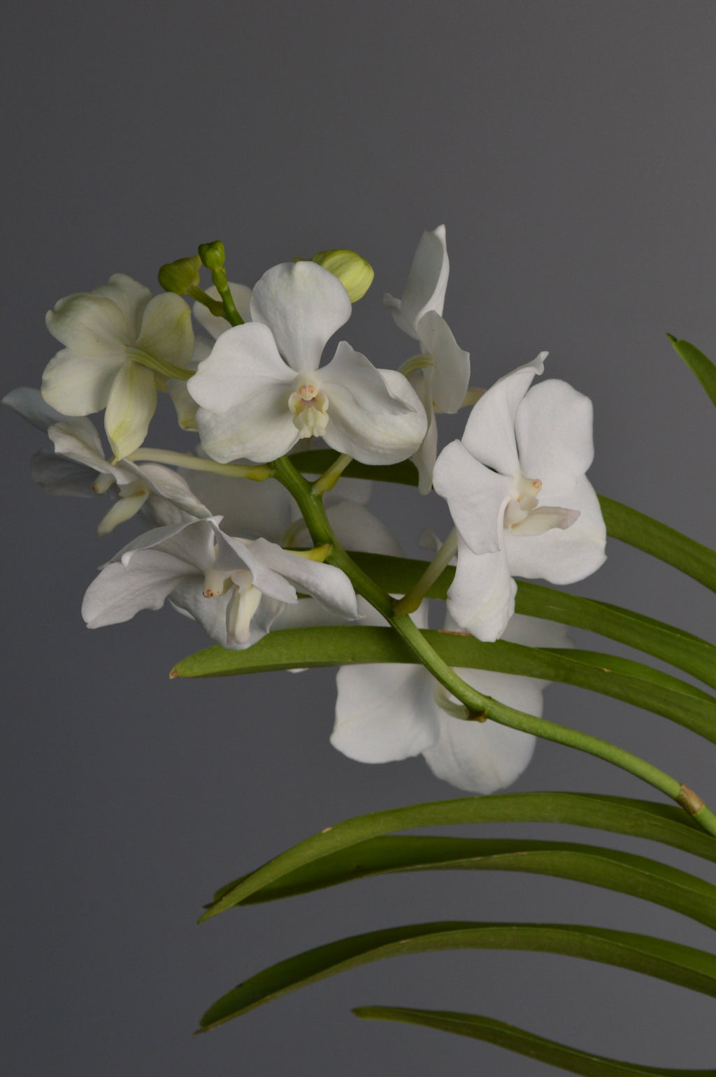 Vanda Orchid with elegant white blooms