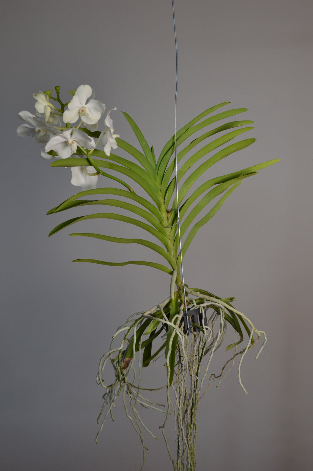 Beautiful hanging Vanda orchid, with white flowers