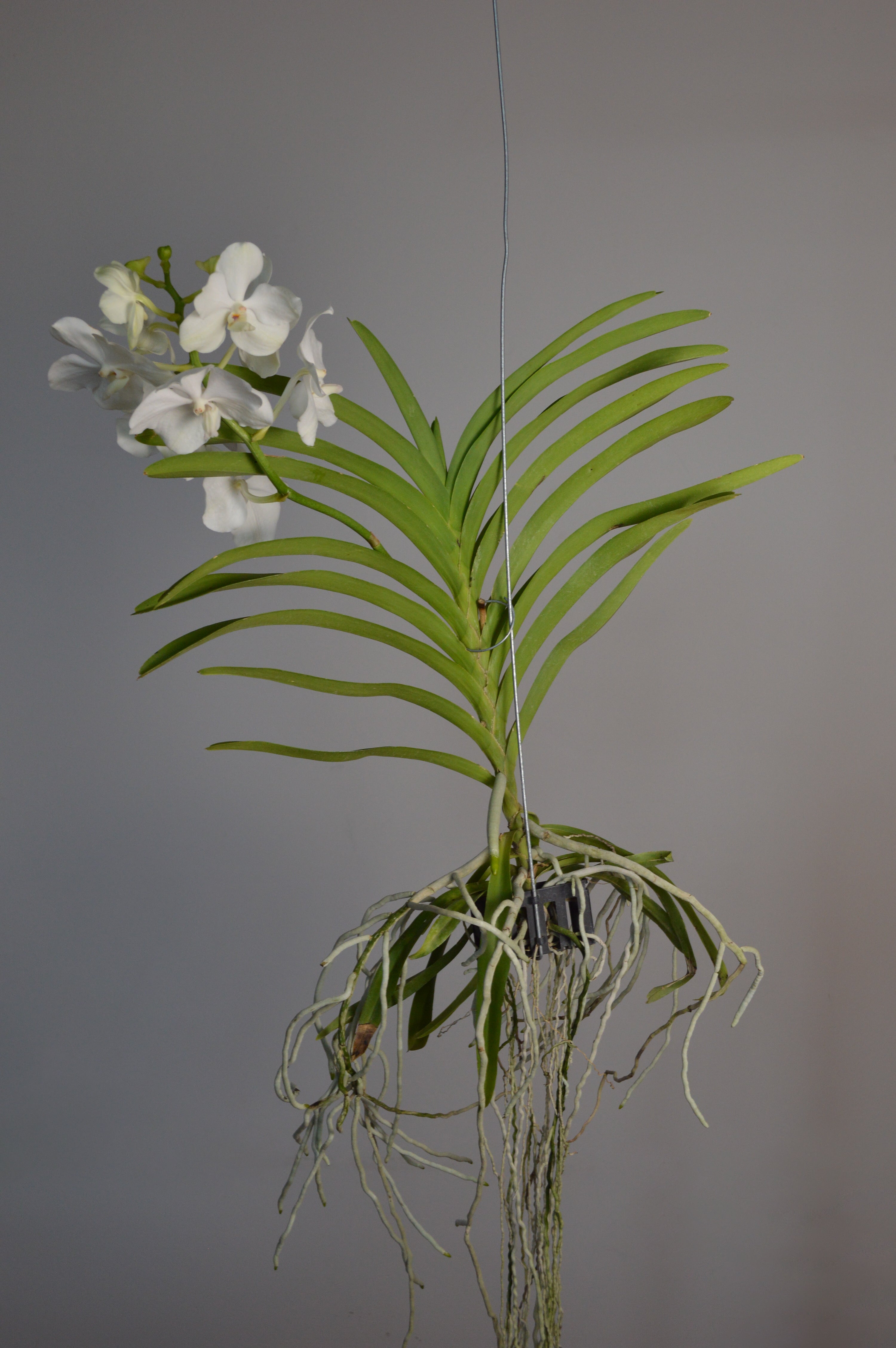 Beautiful hanging Vanda orchid, with white flowers