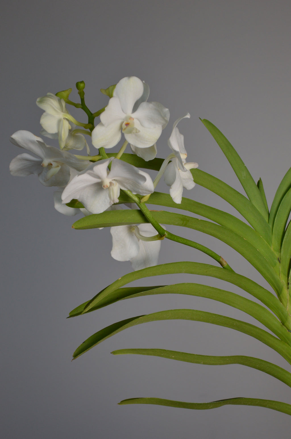 White hanging Vanda orchids with green leaves