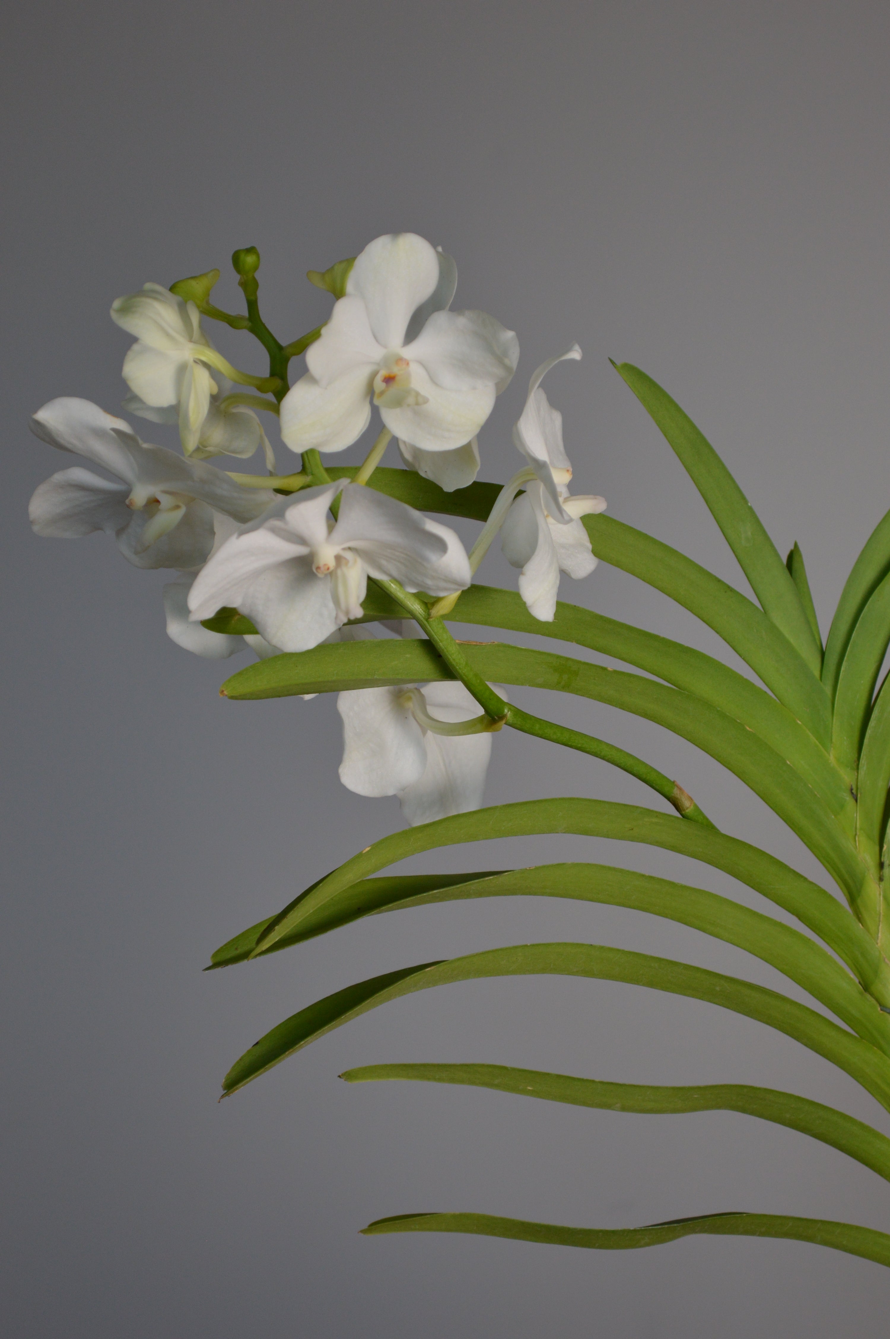 White hanging Vanda orchids with green leaves