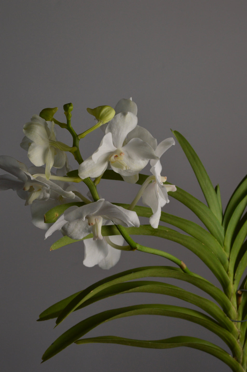 White vanda orchid flowers with green leaves