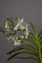 White vanda orchid flowers with green leaves