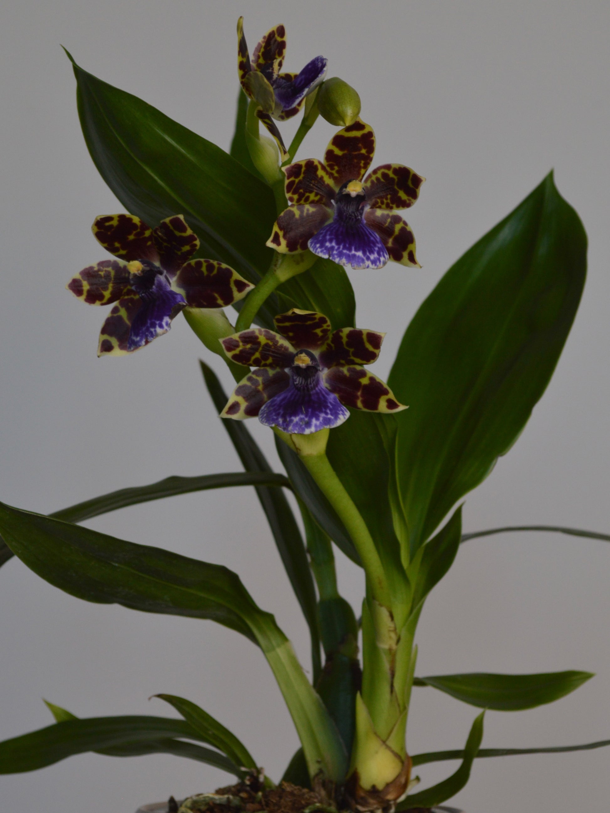 Zygopetalum Orchid plant with purple and yellow flowers on a grey background