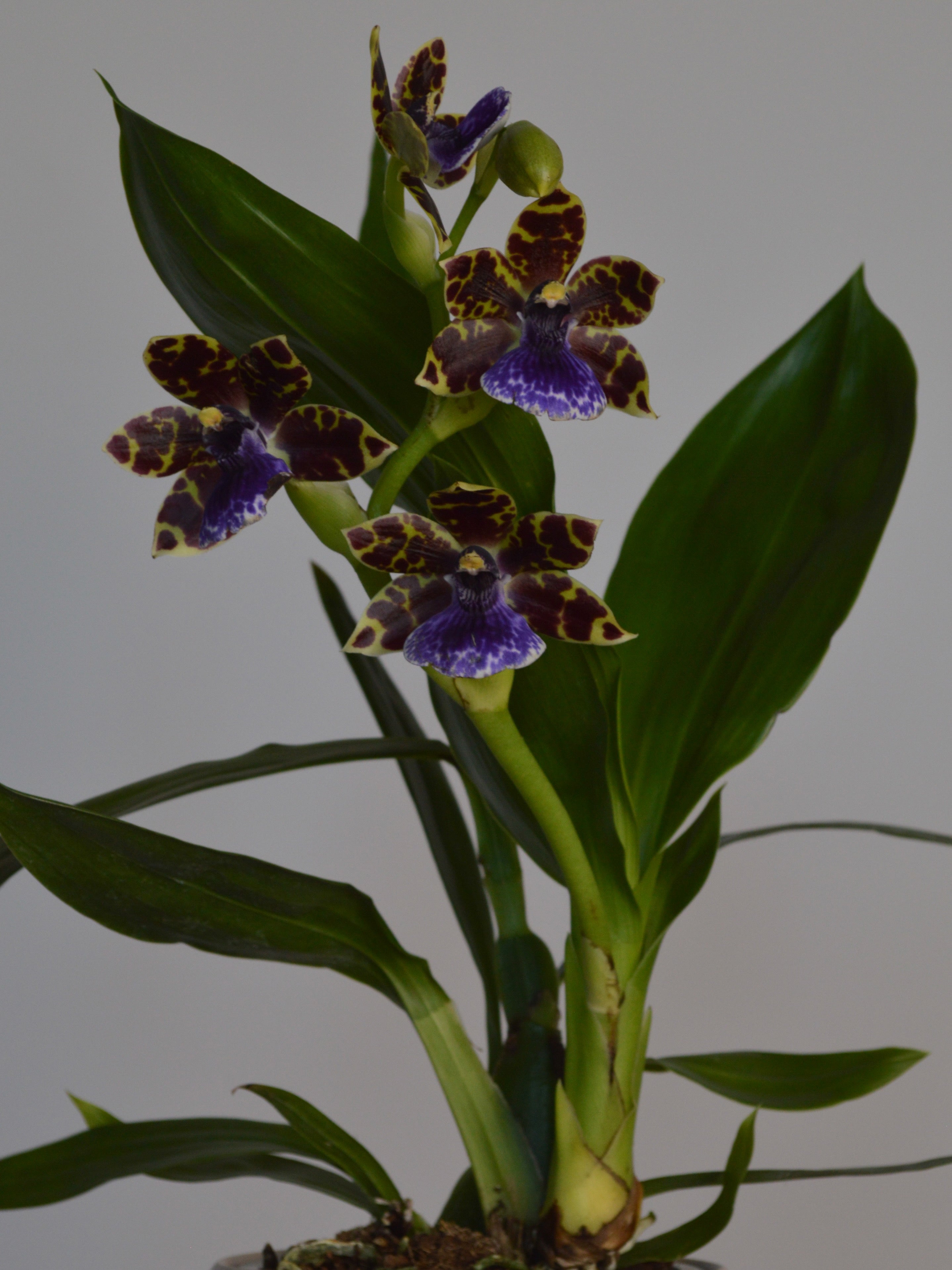 Blue Blazes, Zygopetalum Orchid
