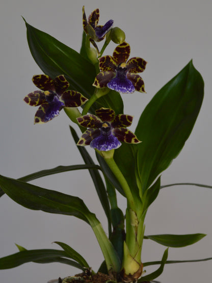 Zygopetalum Orchid plant with purple and yellow flowers on a grey background