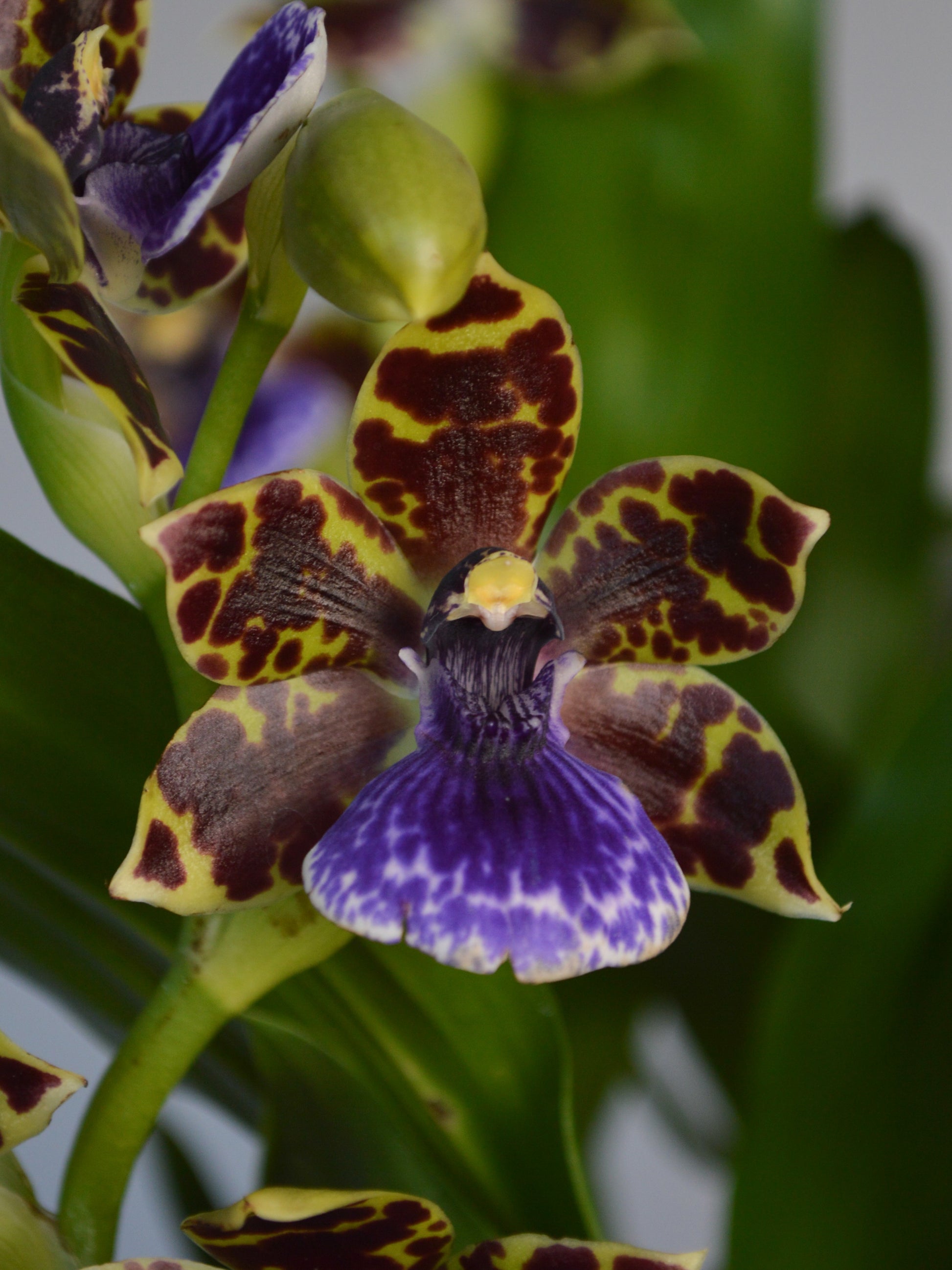 Close-up of a colourful Zygopetalum orchid with purple and yellow patterns.