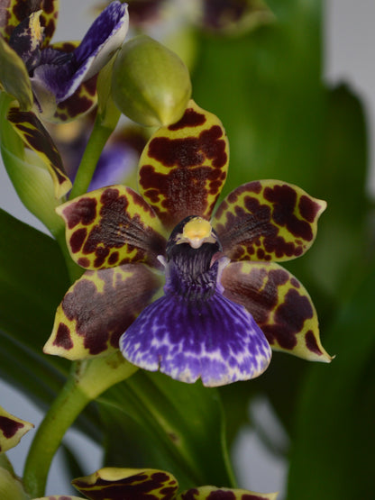 Close-up of a colourful Zygopetalum orchid with purple and yellow patterns.