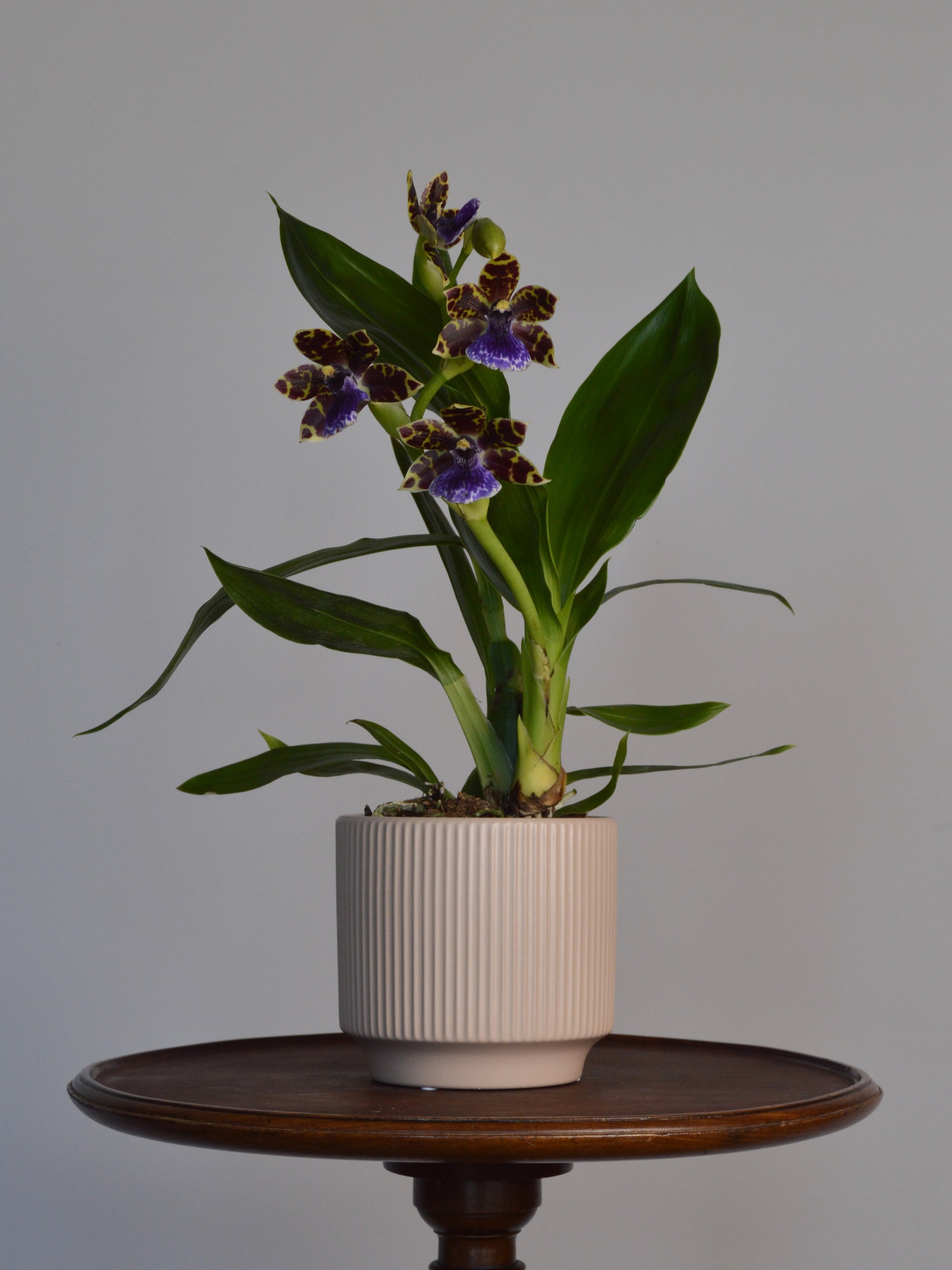 Potted Zygotpetalum orchid plant on a wooden table with a grey background