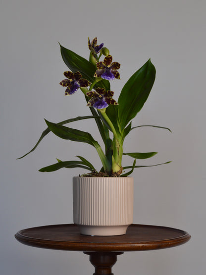 Potted Zygotpetalum orchid plant on a wooden table with a grey background