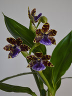 Blue Blazes, Zygopetalum Orchid
