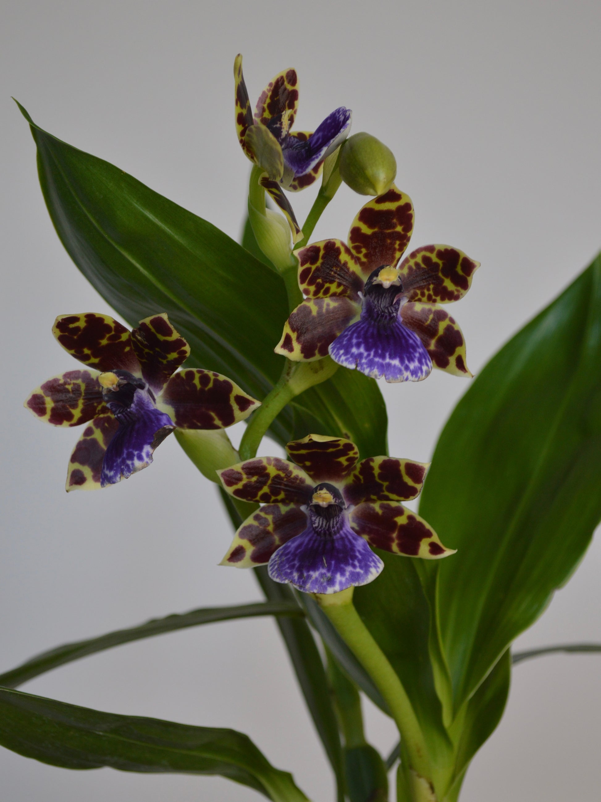 Zygopetalum Orchid plant with purple and yellow flowers on a plain background