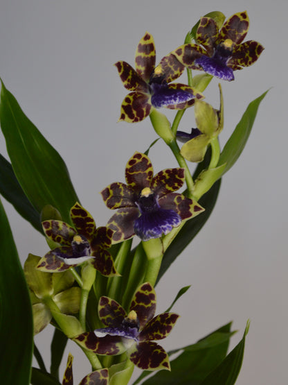 Zygopetalum Orchid plant with purple and yellow flowers on a grey background