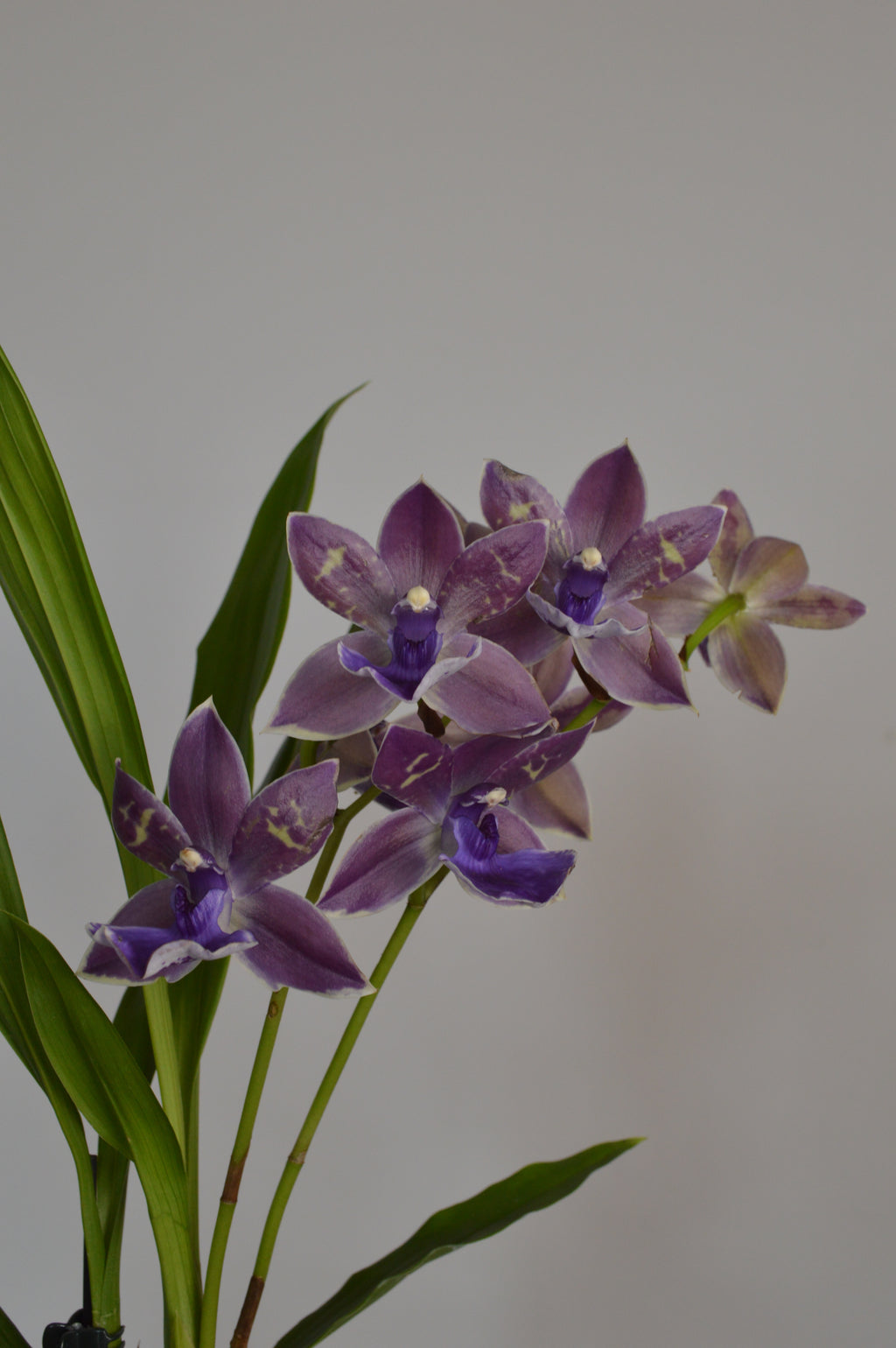 Purple Zygopetalum Impasto Blue orchid flowers with green leaves on a plain background