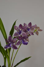 Purple Zygopetalum Impasto Blue orchid flowers with green leaves on a plain background