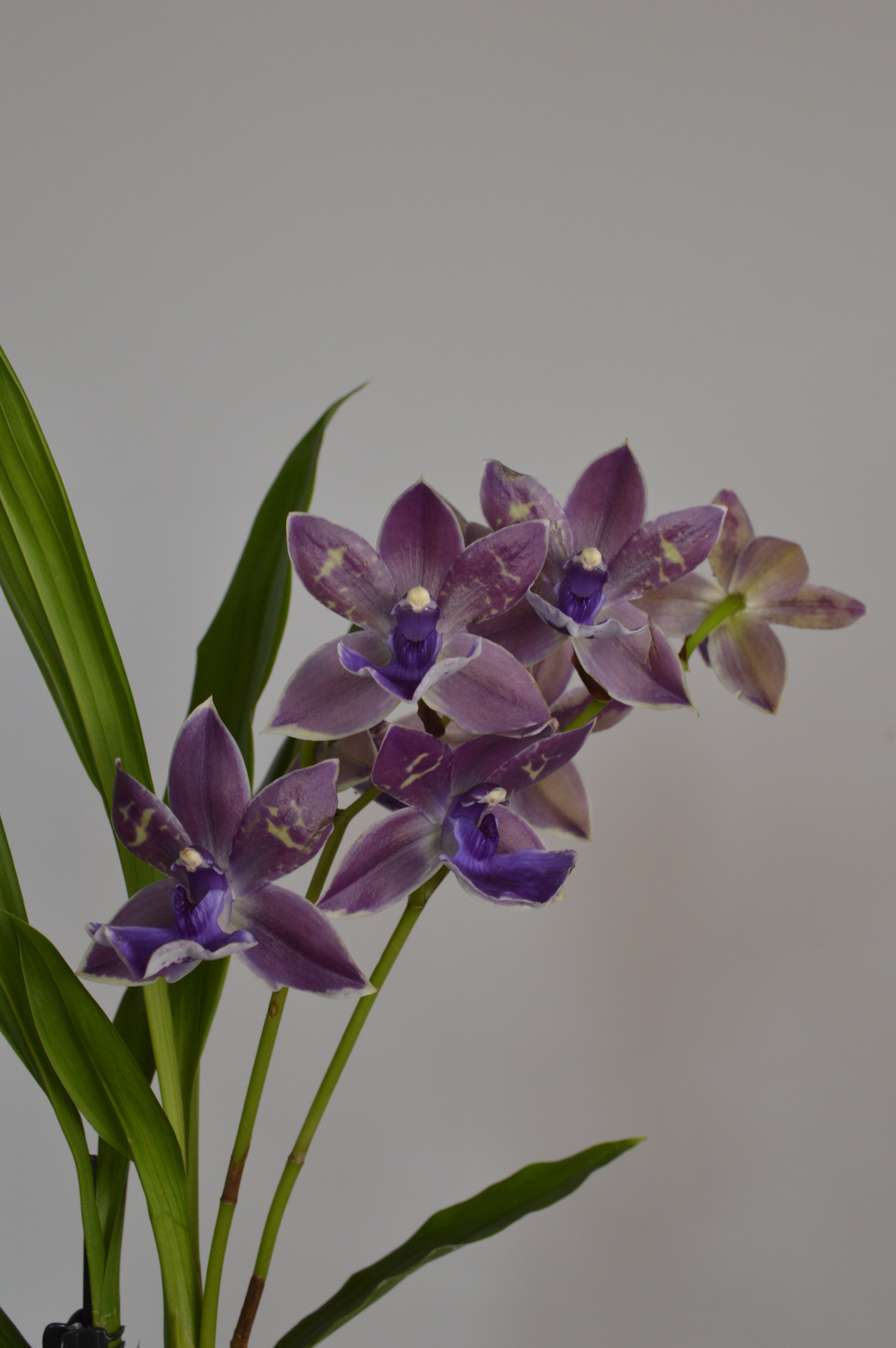 Purple Zygopetalum Impasto Blue orchid flowers with green leaves on a plain background
